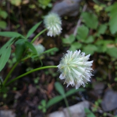 Trifolium eriocephalum