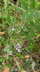 Vicia biennis