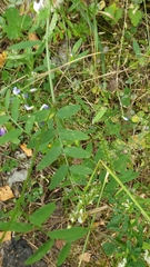 Vicia biennis