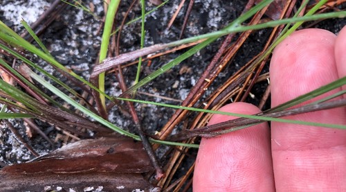 Cyperus filiculmis image