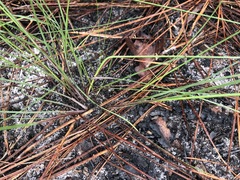 Cyperus filiculmis image