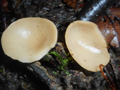 Sarcoscypha vassiljevae