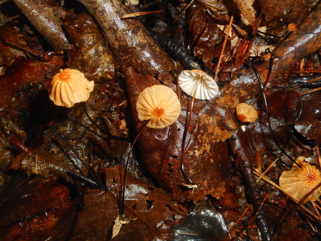 Marasmius siccus · August 2020 · photo: © epopov (iNaturalist, cc-by)