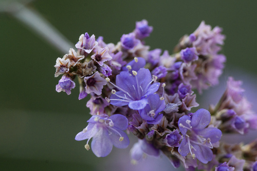 Representative image of Limonium