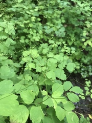 Thalictrum clavatum