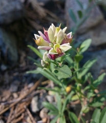 Rhinotropis cornuta cornuta