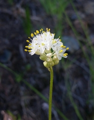 Triantha occidentalis