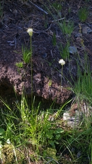 Triantha occidentalis