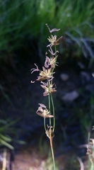 Juncus nevadensis