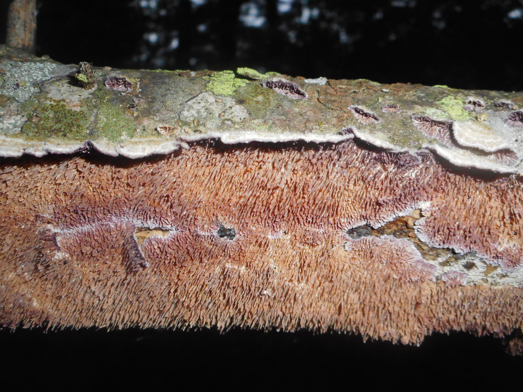 Trichaptum fuscoviolaceum