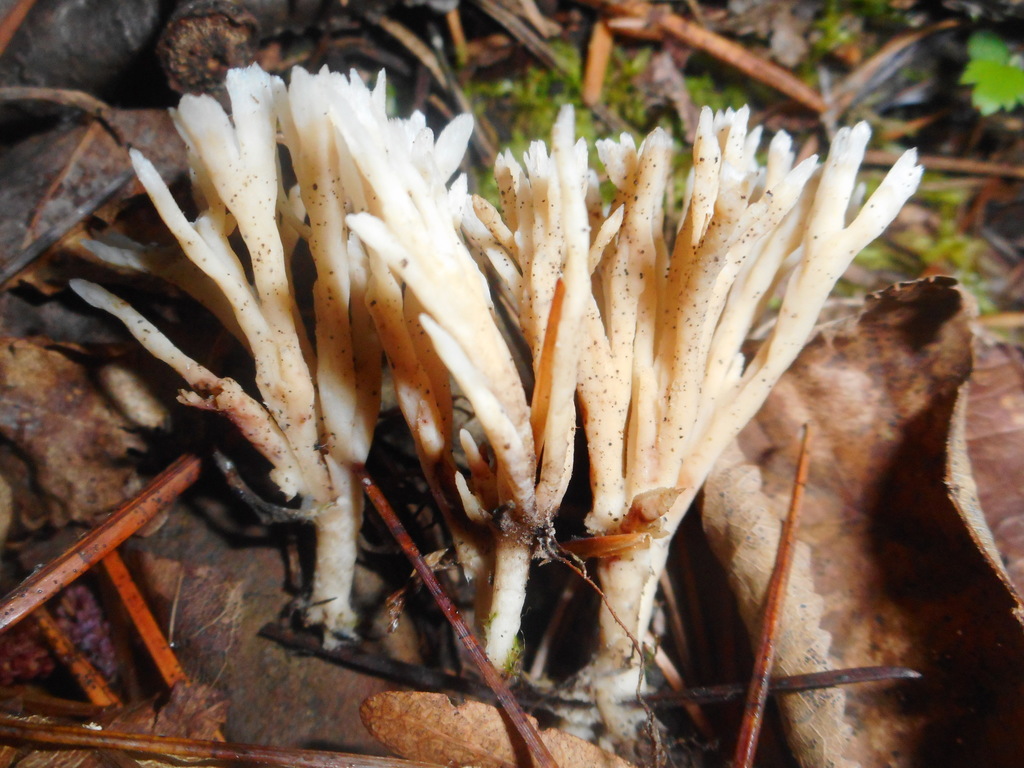 Tremellodendropsis tuberosa · August 2020 · photo: © epopov (iNaturalist, cc-by)