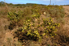 Leucadendron stelligerum
