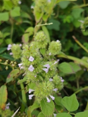 Clinopodium chinense