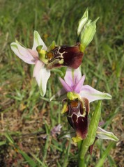 Ophrys fuciflora apulica