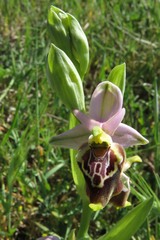 Ophrys fuciflora apulica