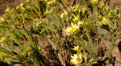 Leucadendron stelligerum