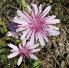 Crepis rubra