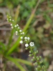 Lysimachia fortunei