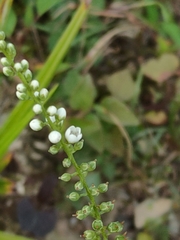 Lysimachia fortunei