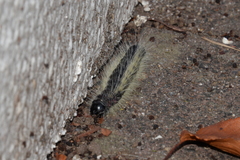 Phalera flavescens