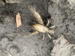 Engaeus hemicirratulus