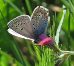 Polyommatus thersites
