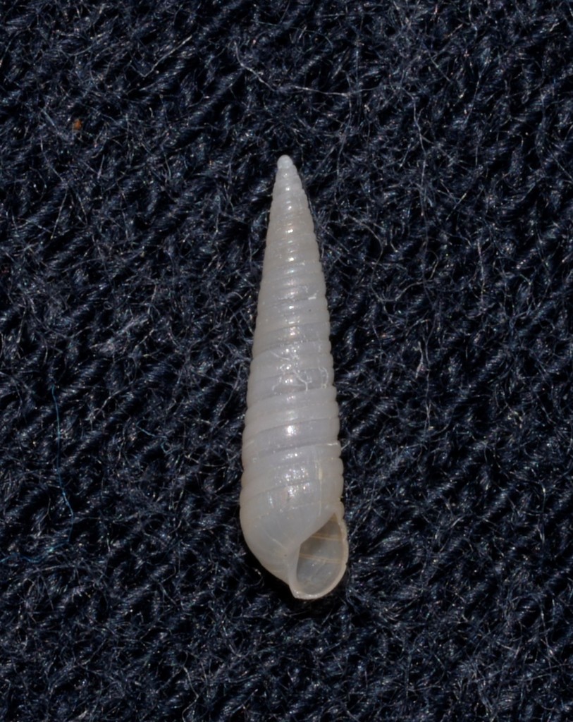 Cingulina
