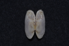 Irus crenatus