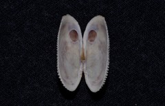 Irus crenatus