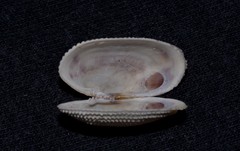 Irus crenatus