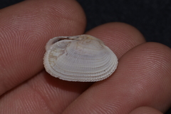 Irus crenatus