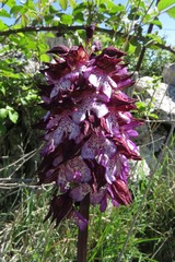 Orchis purpurea