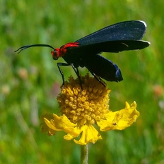 Helenium bigelovii