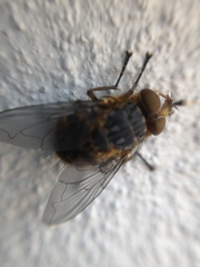 Calliphora varifrons