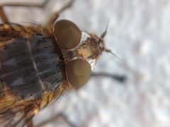 Calliphora varifrons