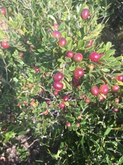 Rhoicissus tridentata tridentata