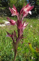 Anacamptis papilionacea