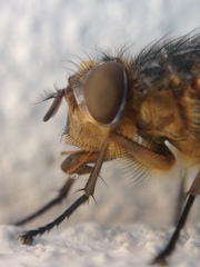 Calliphora varifrons