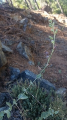 Streptanthus barbatus