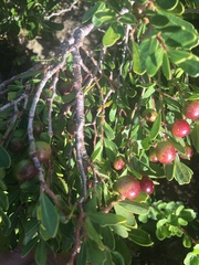 Rhoicissus tridentata tridentata