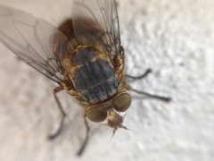 Calliphora varifrons