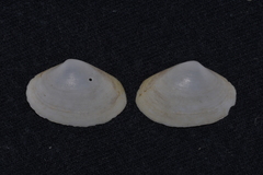 Mactrotoma antecedens