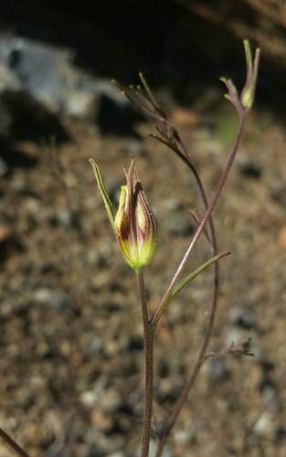 Cordylanthus tenuis ssp. viscidus