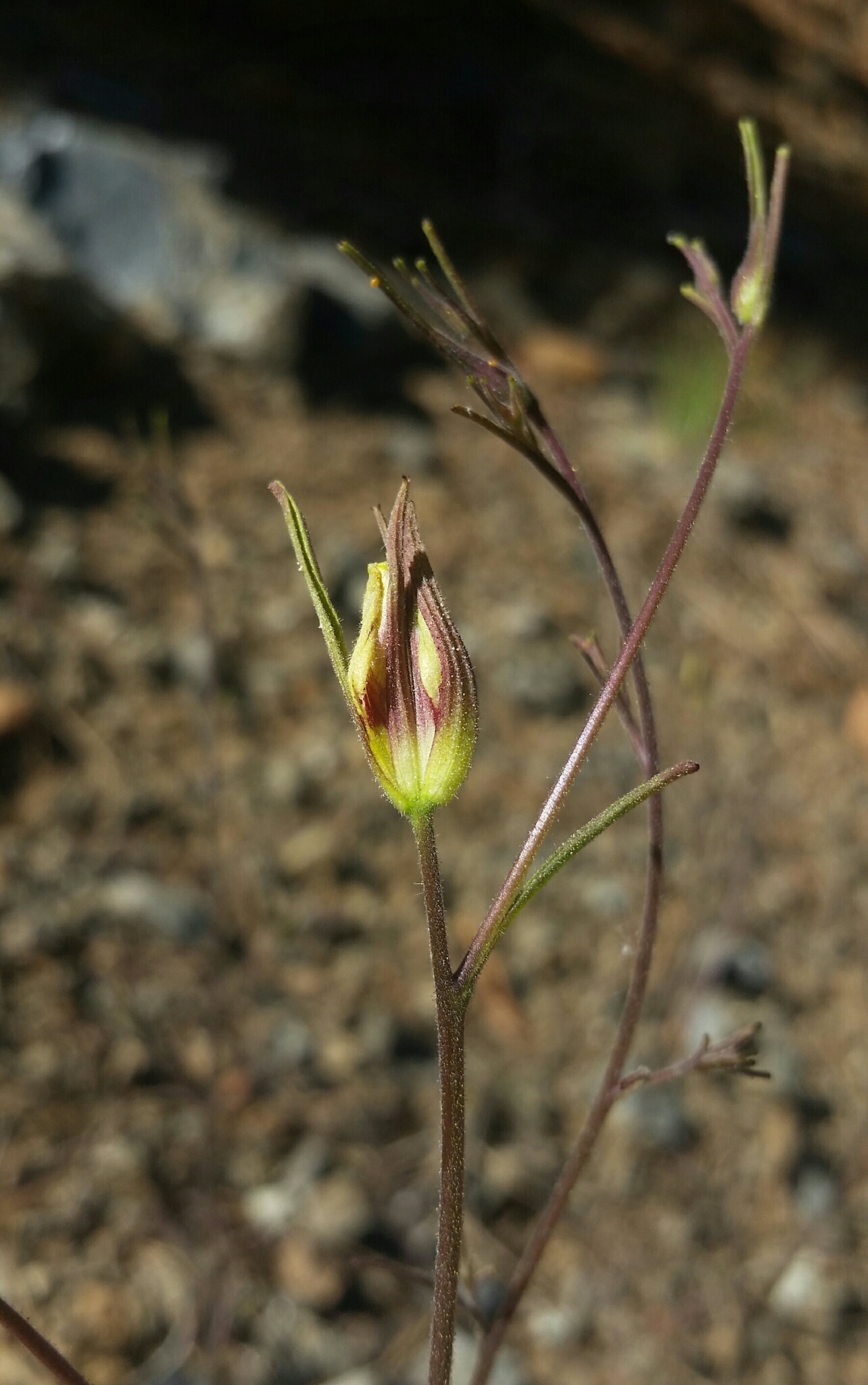 Cordylanthus tenuis ssp. viscidus