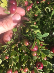 Rhoicissus tridentata tridentata