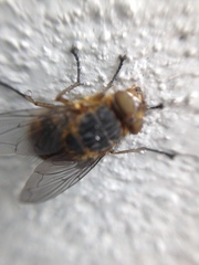 Calliphora varifrons