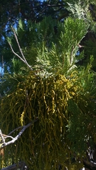 Phoradendron juniperinum