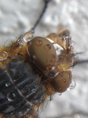 Calliphora varifrons