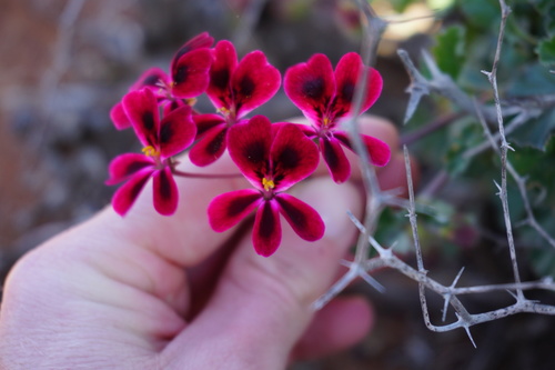 Pelargonium echinatum 'White Spice' 2