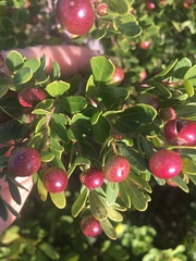 Rhoicissus tridentata tridentata